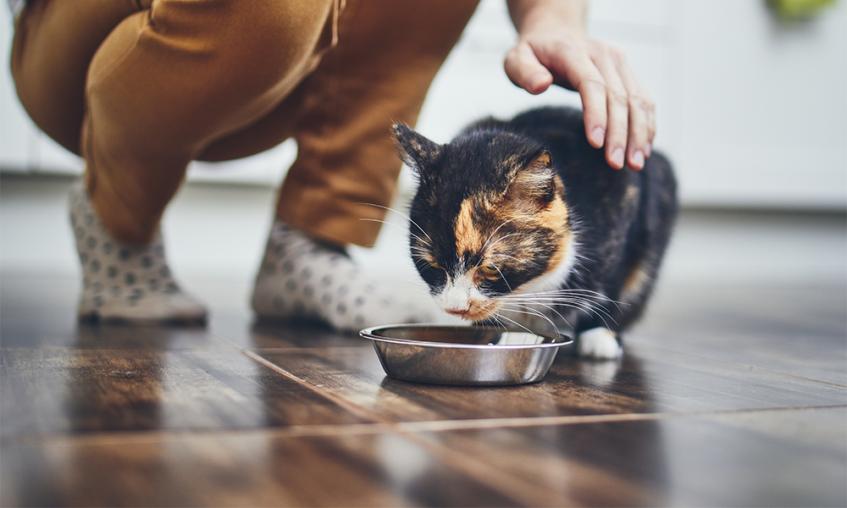 Cat on best sale a diet